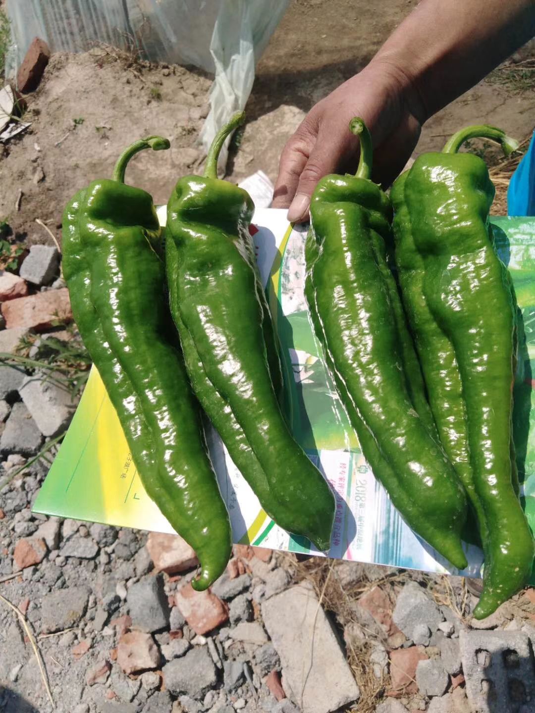 泡椒种子  集中坐果能力强，薄皮肉厚粗长型牛角新品种