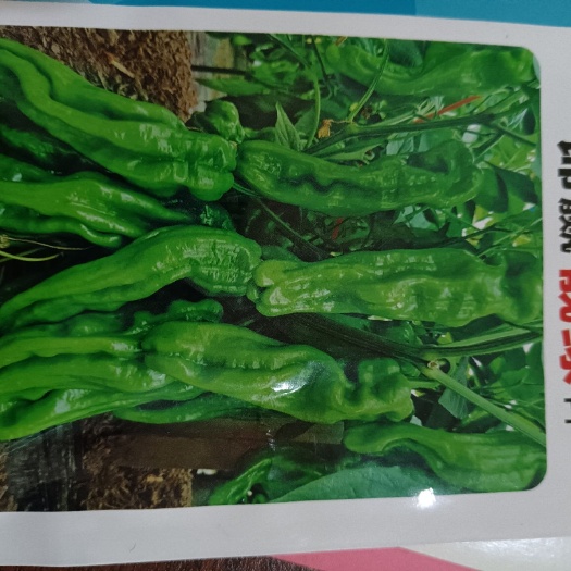 商丘薄皮辣椒种子  早熟，竖皱漂亮，果大高产
