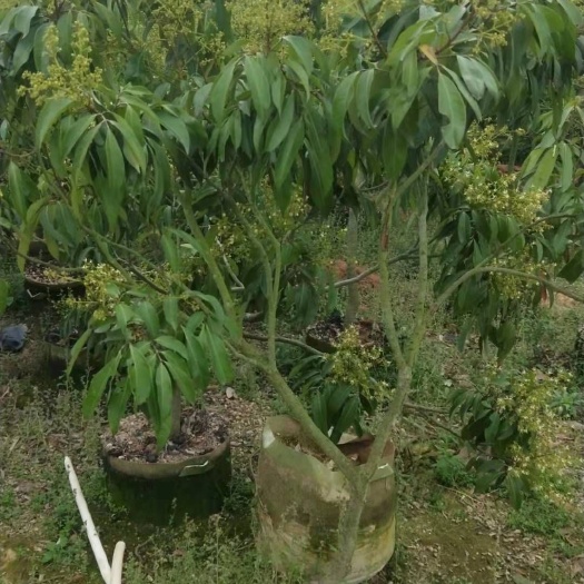 灵山县 无核荔枝苗，树型秀丽，当年开花当年结果。南北方都适合种植