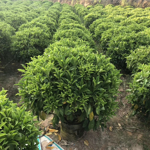 基地直供大型绿植室内盆栽非洲茉莉