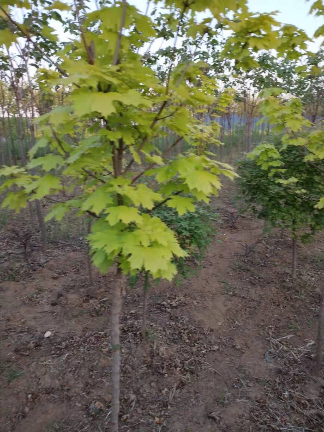 开原市挪威槭黄金枫  普林斯顿黄金枫  彩叶树 园林绿化苗木 可视频看货