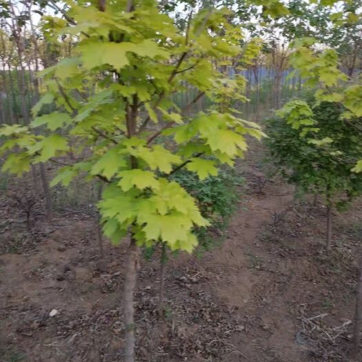 开原市挪威槭黄金枫  普林斯顿黄金枫  彩叶树 园林绿化苗木 可视频看货