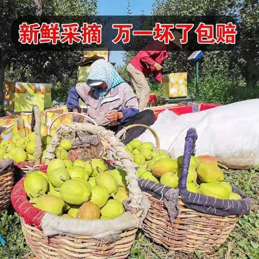 安阳 新疆库尔勒香梨新鲜水果应季梨子整箱5/10斤批孕妇吃的薄皮香