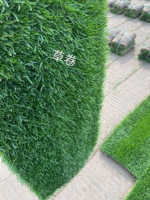 颍上县黑麦草 