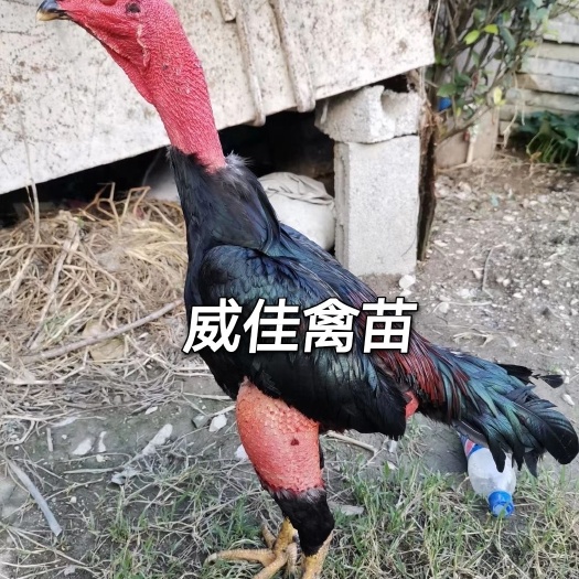 南宁斗鸡苗，正宗越南鬼子斗鸡苗