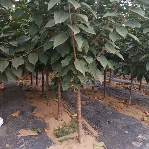 昌黎县齐早樱桃苗 大樱桃树，美早樱桃苗，俄罗斯八号樱桃，沙米豆