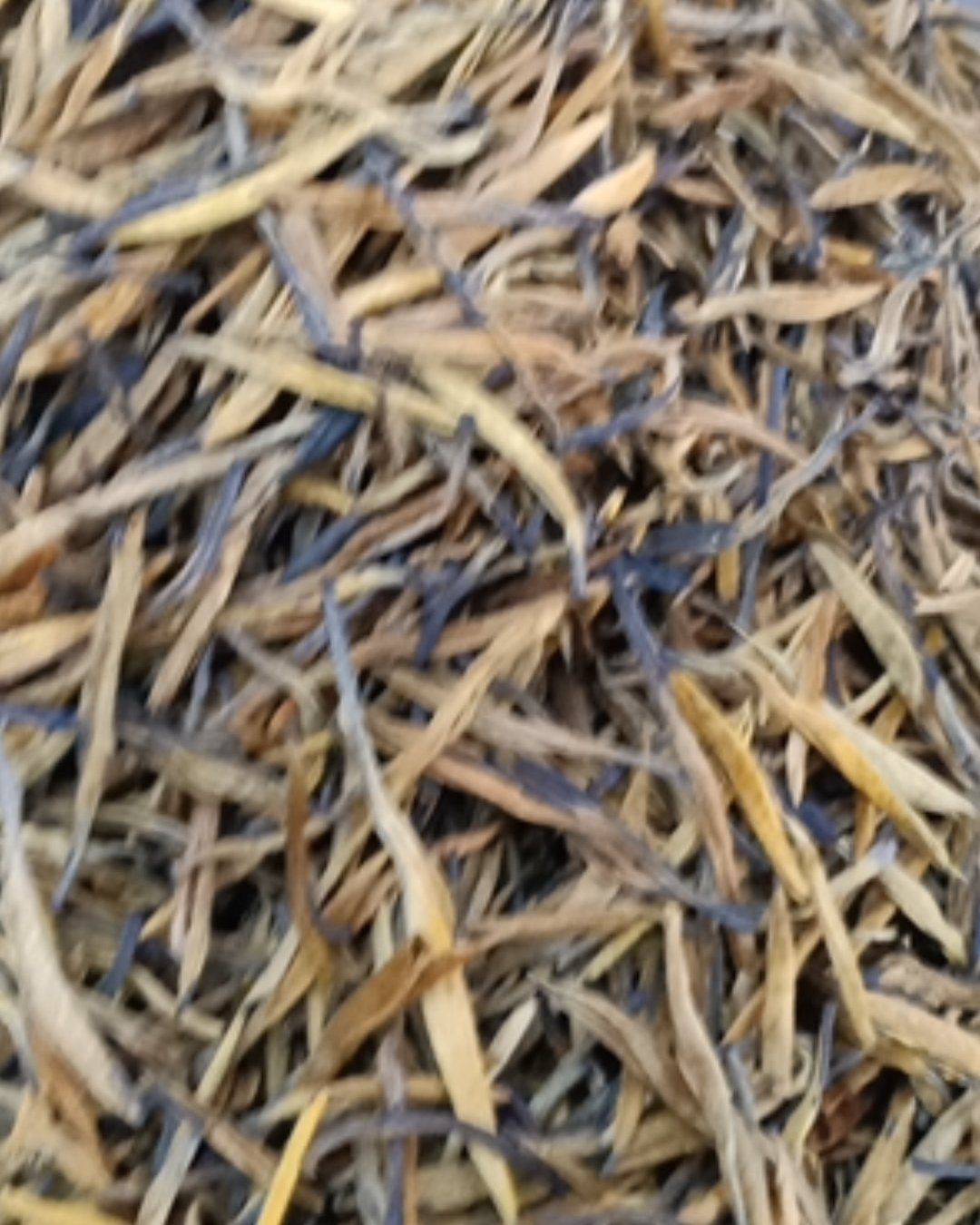 黄茶 滇红茶