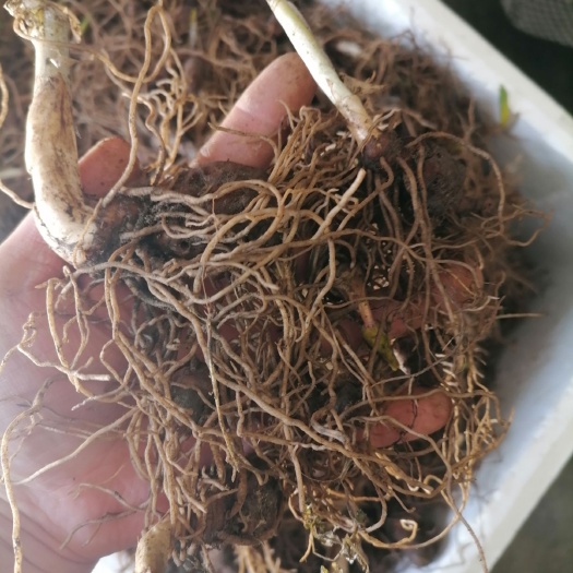 重楼块茎，重楼种苗，正宗七叶一枝花，一手货源，质量保证