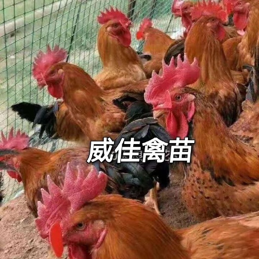 南宁良凤花鸡苗