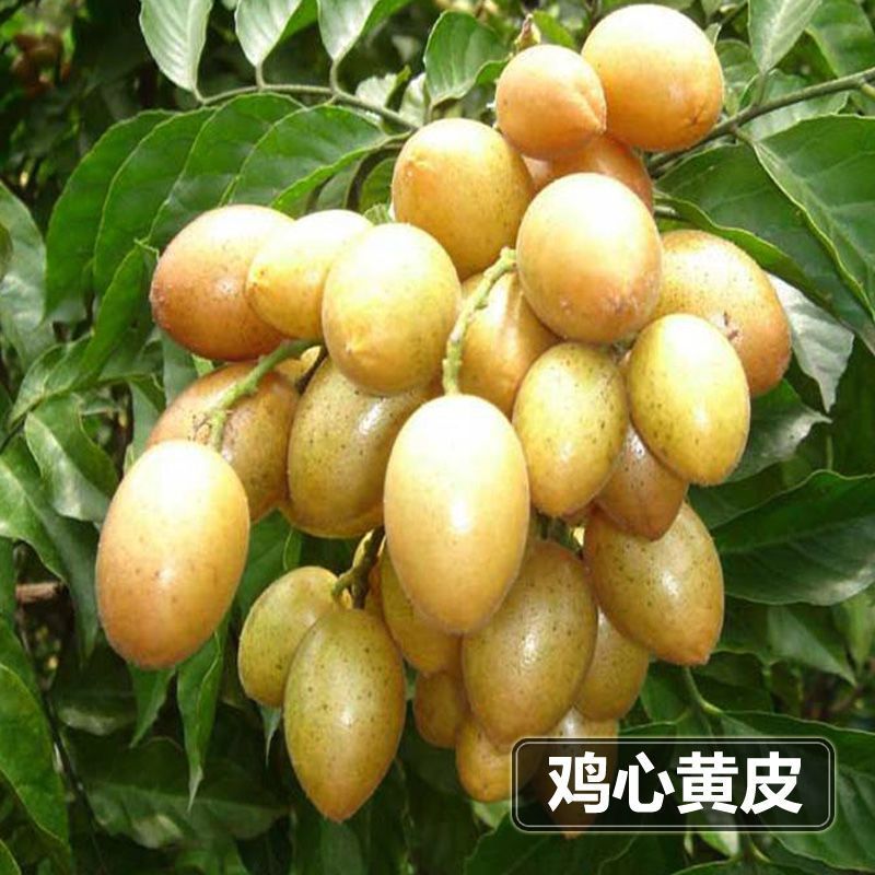 黑黄皮果苗  黄皮果树苗 黑黄皮嫁接果树苗，当年种植当年结果