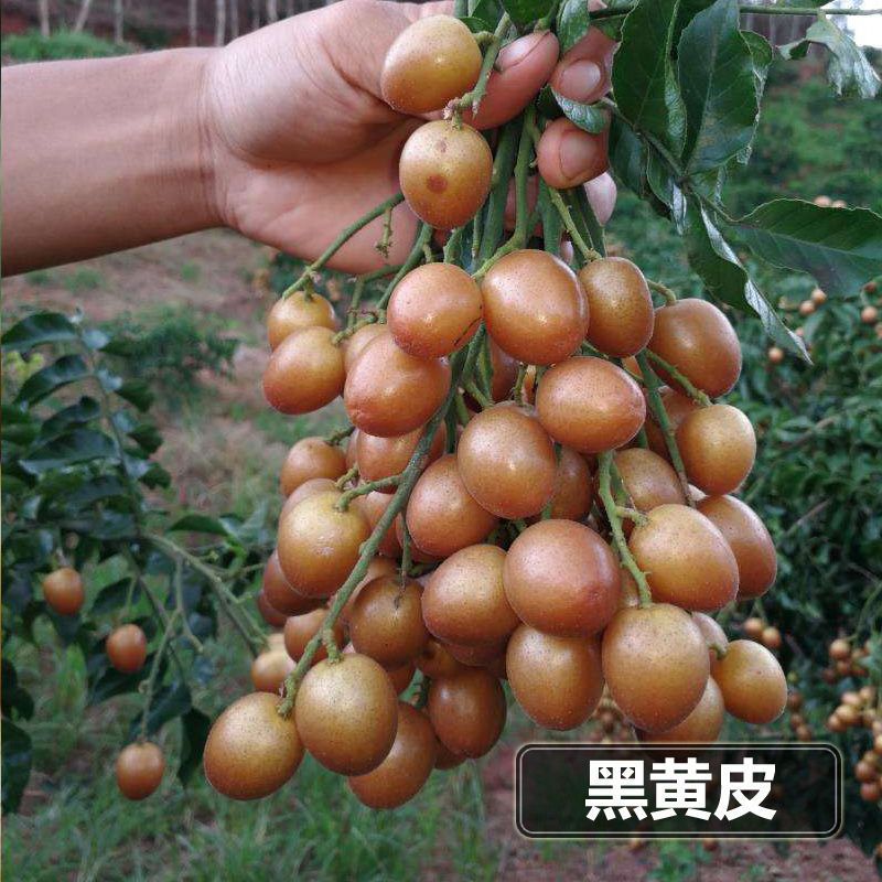 黑黄皮果苗  黄皮果树苗 黑黄皮嫁接果树苗，当年种植当年结果