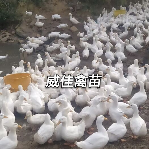 南宁桂柳鸭苗  樱桃谷鸭苗，桂柳白鸭苗，肉鸭苗，孵房直销，包打疫苗