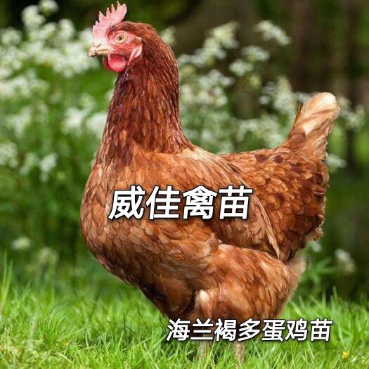 南宁海兰褐，海兰灰多蛋鸡苗