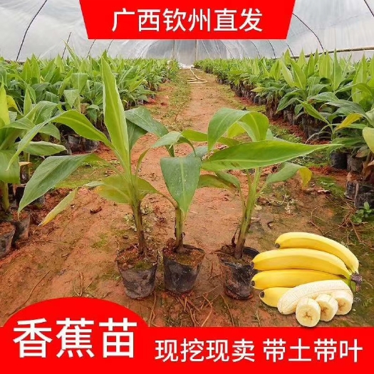 灵山县矮粉一号香蕉苗  香蕉、粉蕉、皇帝蕉、矮化蕉等等香浓可口易消化，老人小孩都爱吃