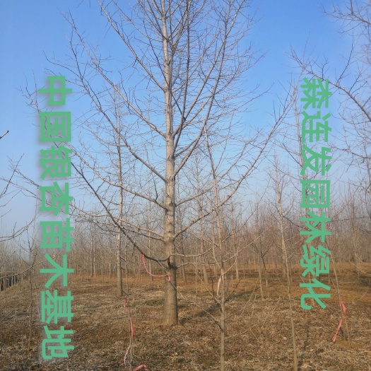 郯城县银杏树苗  临沂市18公分白果树树苗20公分白果树退林树价格