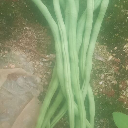 遂溪县无筋豆角  货多，价廉，颜色好看，条形直