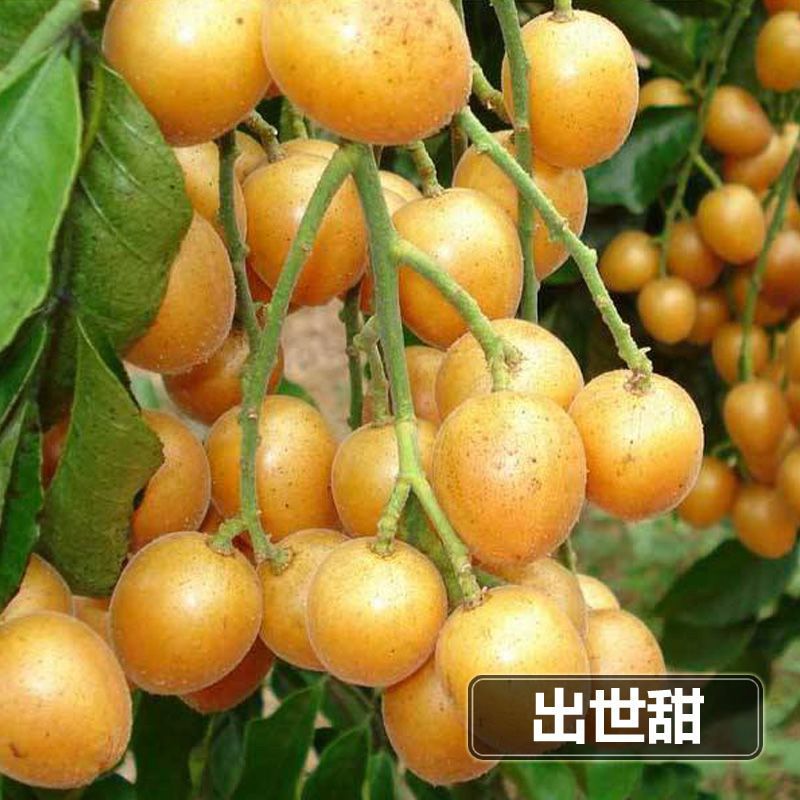 黑黄皮果苗  黄皮果树苗 黑黄皮嫁接果树苗，当年种植当年结果