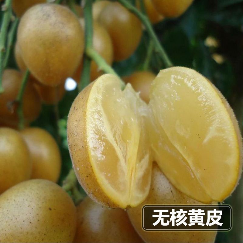 黑黄皮果苗  黄皮果树苗 黑黄皮嫁接果树苗，当年种植当年结果