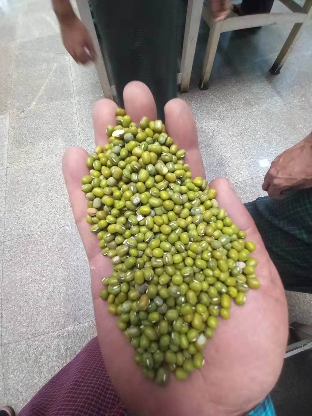 缅甸 油绿豆 毛货