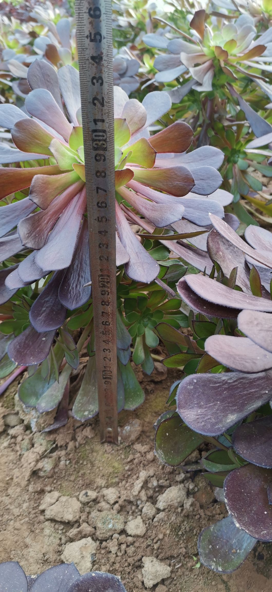 多肉法师  多肉植物法师  黑红 铜壶