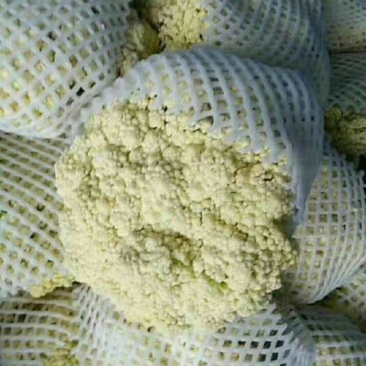 郯城县白花菜花  基地直供、保证质量。