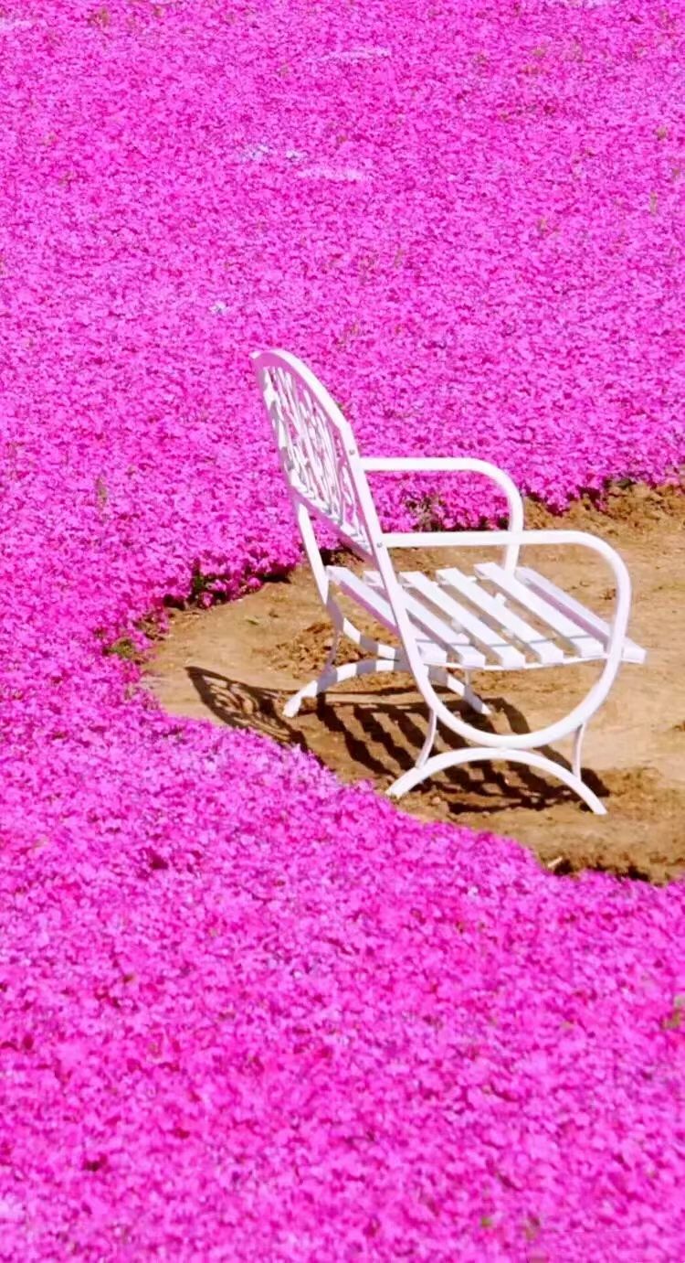 百万丛生福禄考种植基地 丛生福禄考繁育基地 丛生福禄考种植