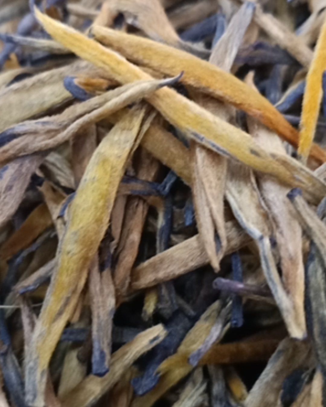 黄茶 滇红茶