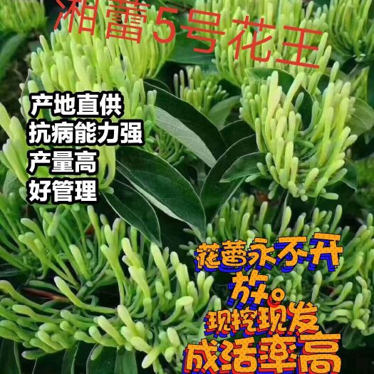 溆浦县湘蕾一号金银花苗  湘蕾5号（花王）金银花嫁接苗，湘蕾5号白