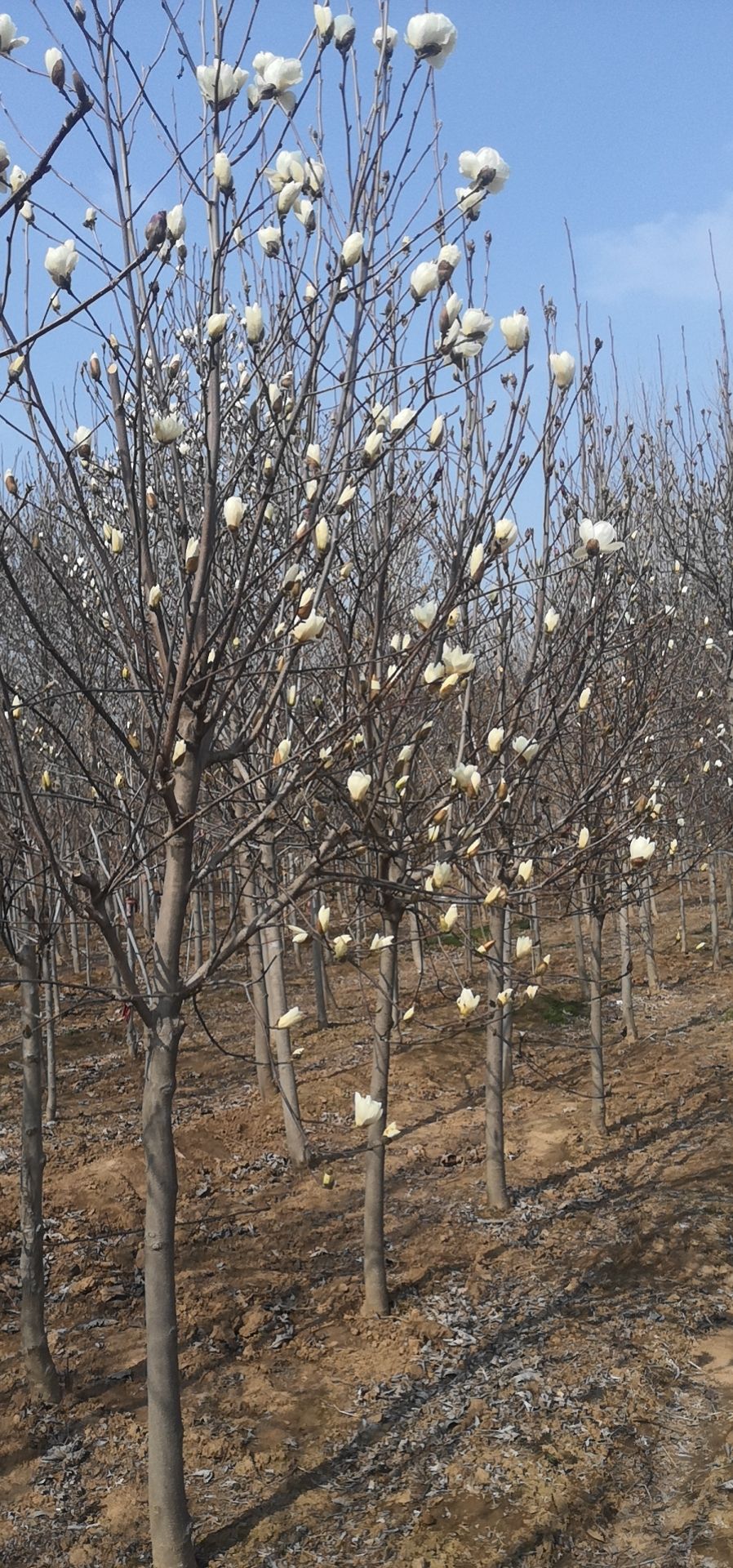 玉兰树苗紫玉兰、红玉兰、白玉兰价格优惠