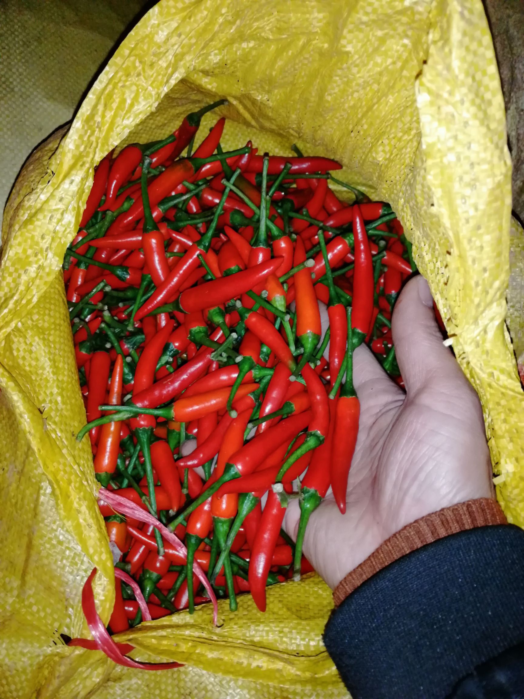 [小米椒批发]小米椒 专业销售批发指天椒,量大从优价格8元/斤 - 惠农