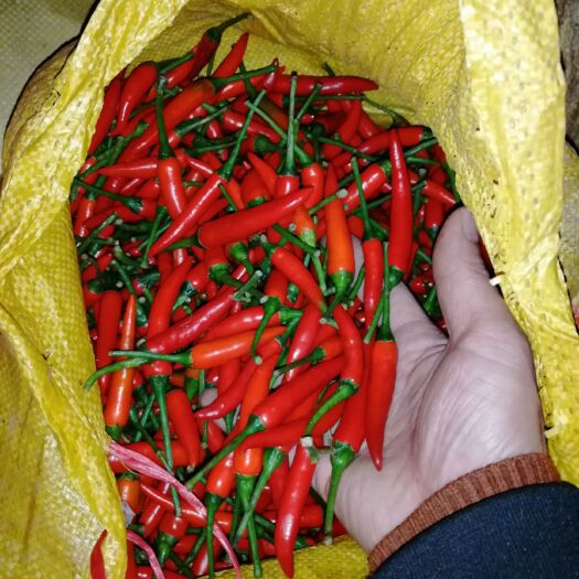 南宁小米椒 专业销售批发指天椒，量大从优