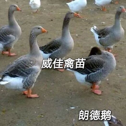南宁朗德鹅苗