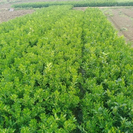 荔浦市桂夏橙苗  夏橙苗