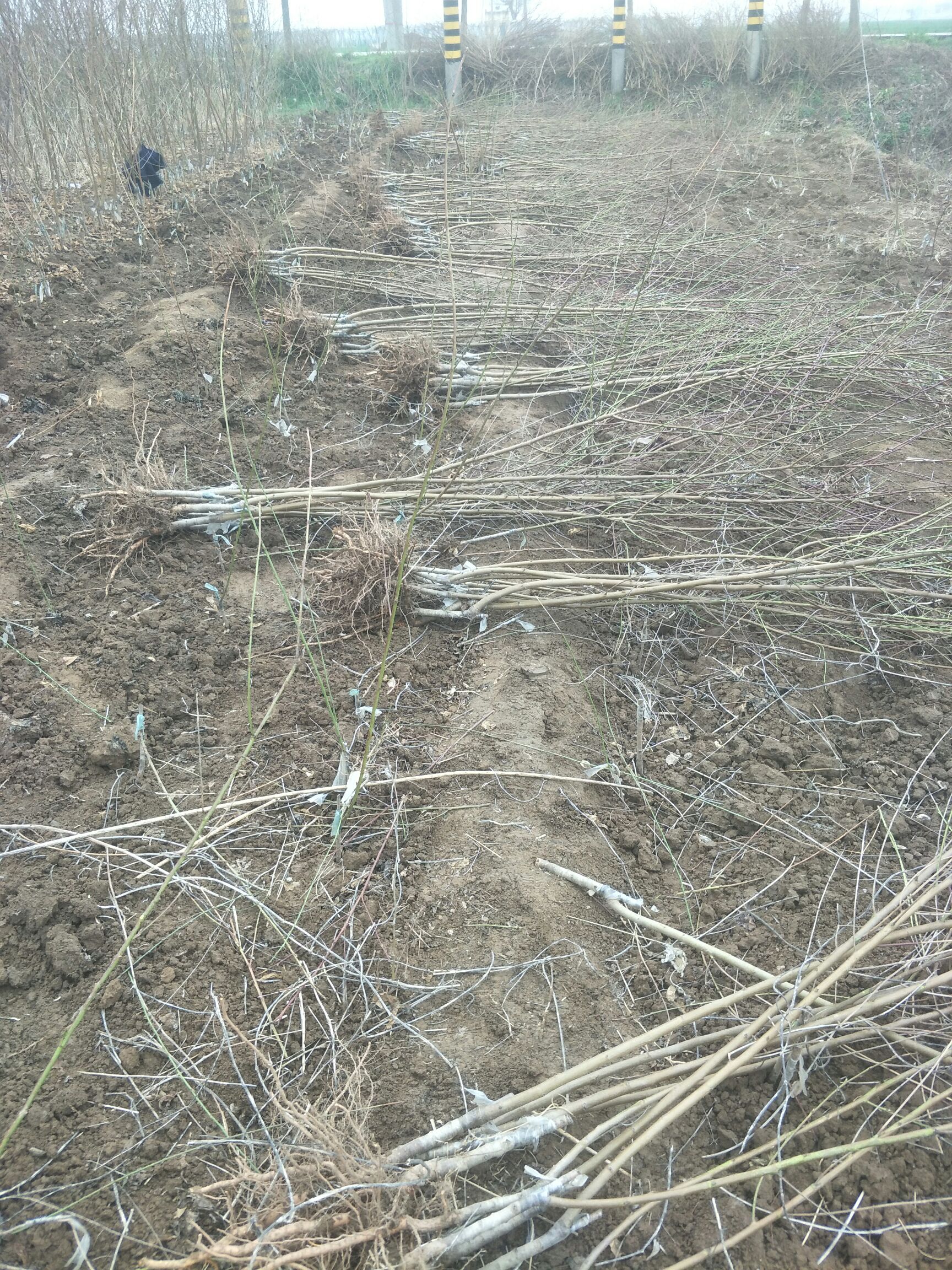 黄金桃苗  黄金密四号