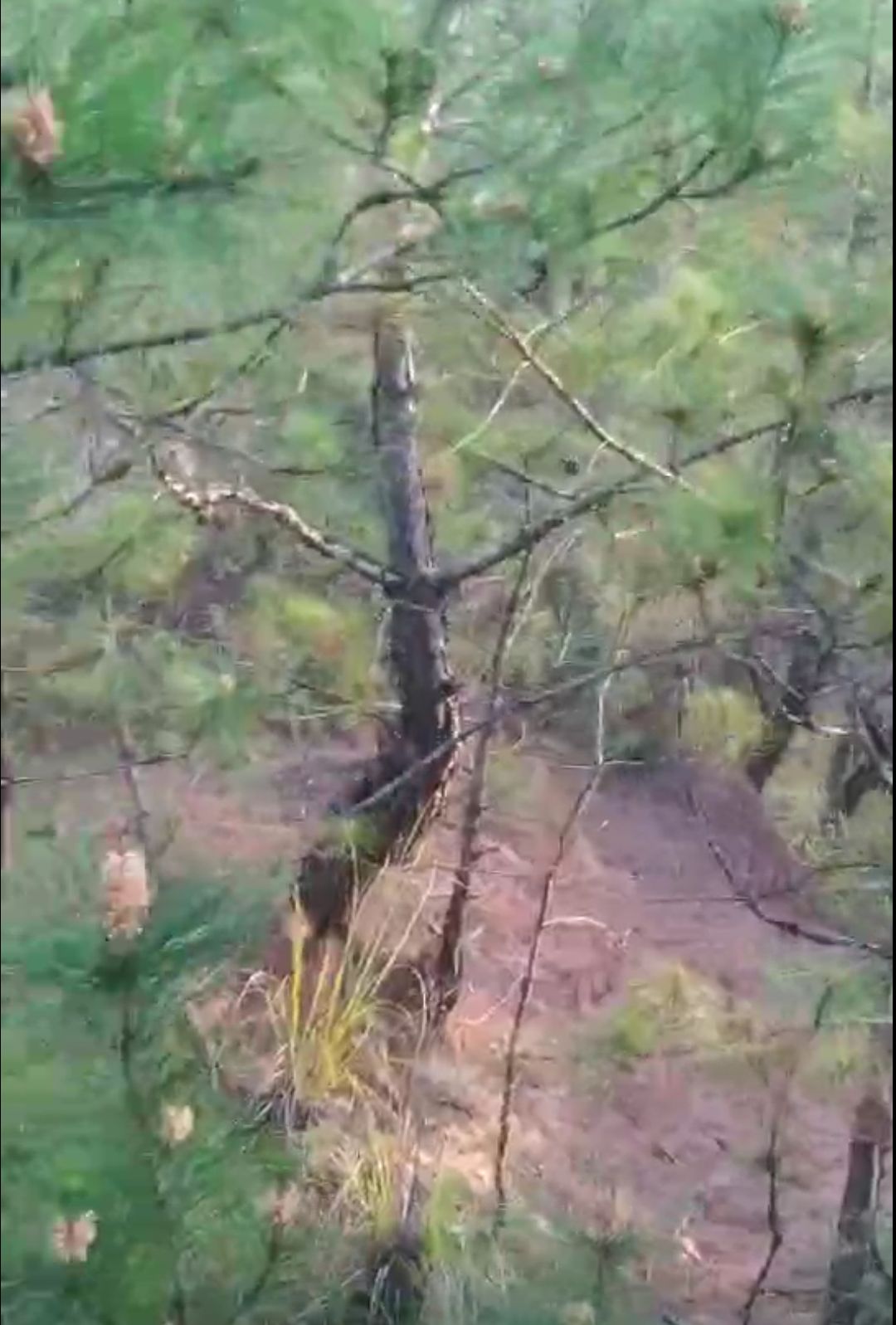  8--15年山松 马尾松
