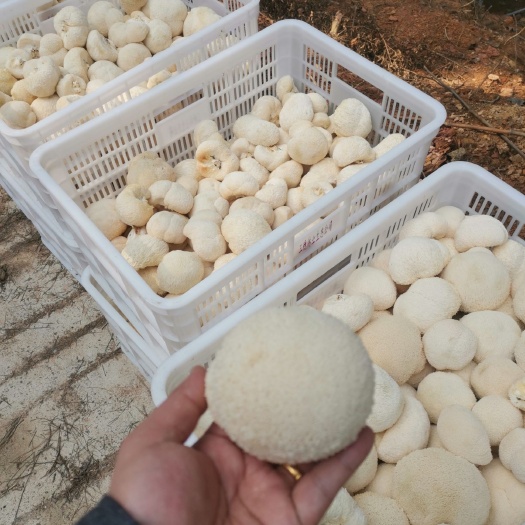 三穗县鲜猴头菇  林下仿野生种植猴头菇基地，大量产出，寻求买主……