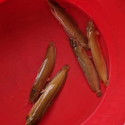 遂溪县埃及塘鲺 塘鲺7-9两，有兴趣联系