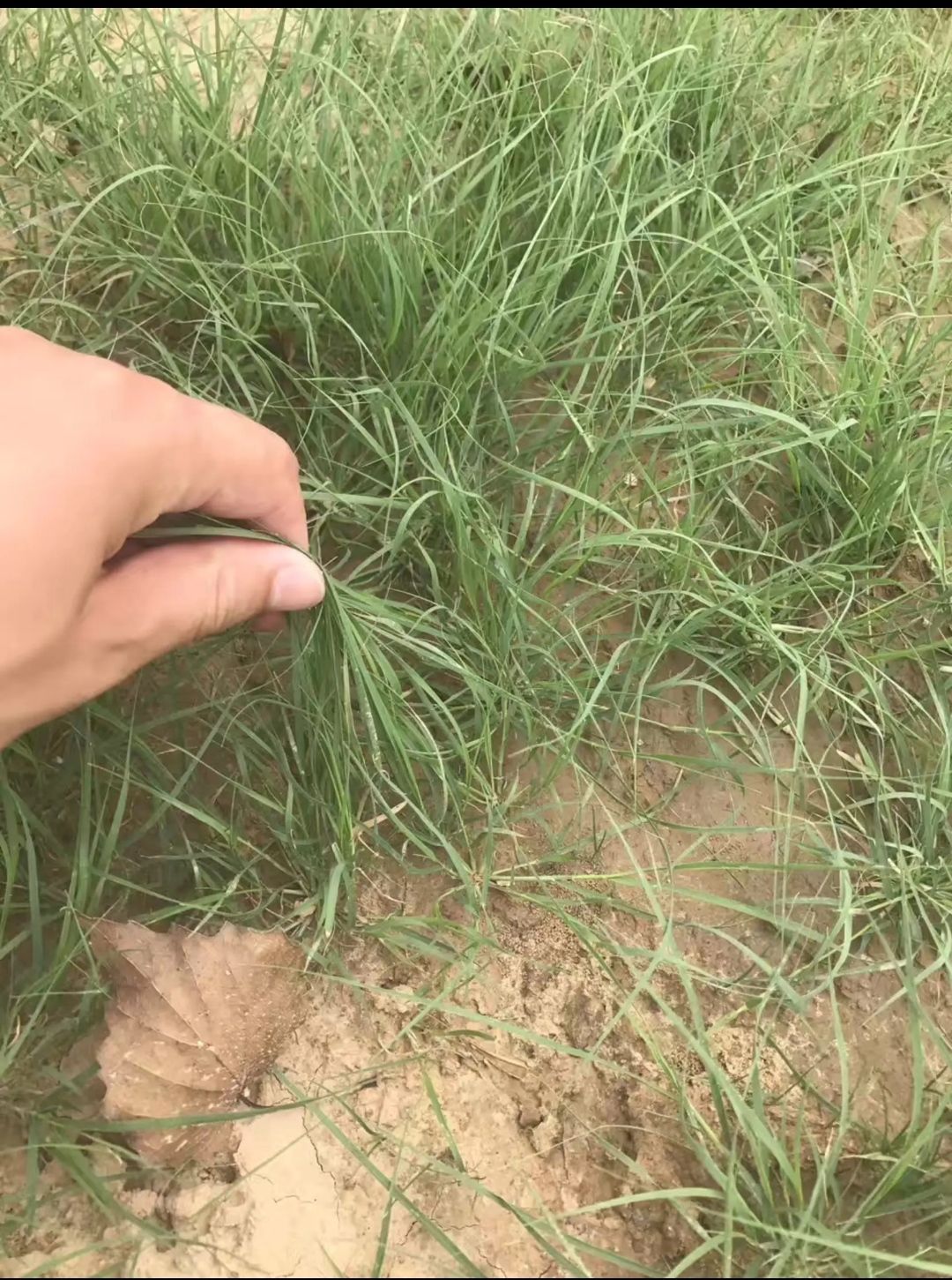 野牛草种子  野-牛草适应性强喜阳光耐半荫耐瘠薄土土壤作为工矿企业