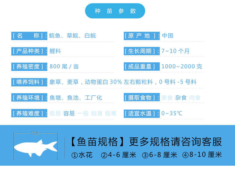 草鱼苗鲩鱼苗四大家鱼苗淡水鱼苗养殖