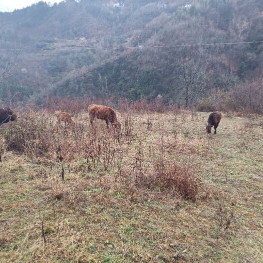 岚皋县本地土黄牛肉质好