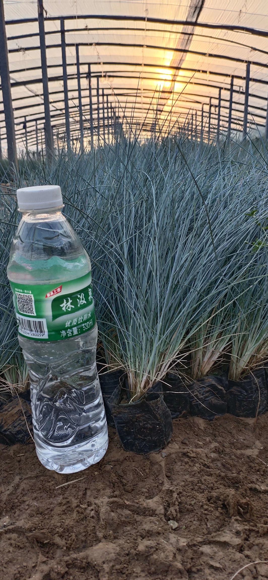 蓝羊茅  大盆小盆  基地直供质优价廉