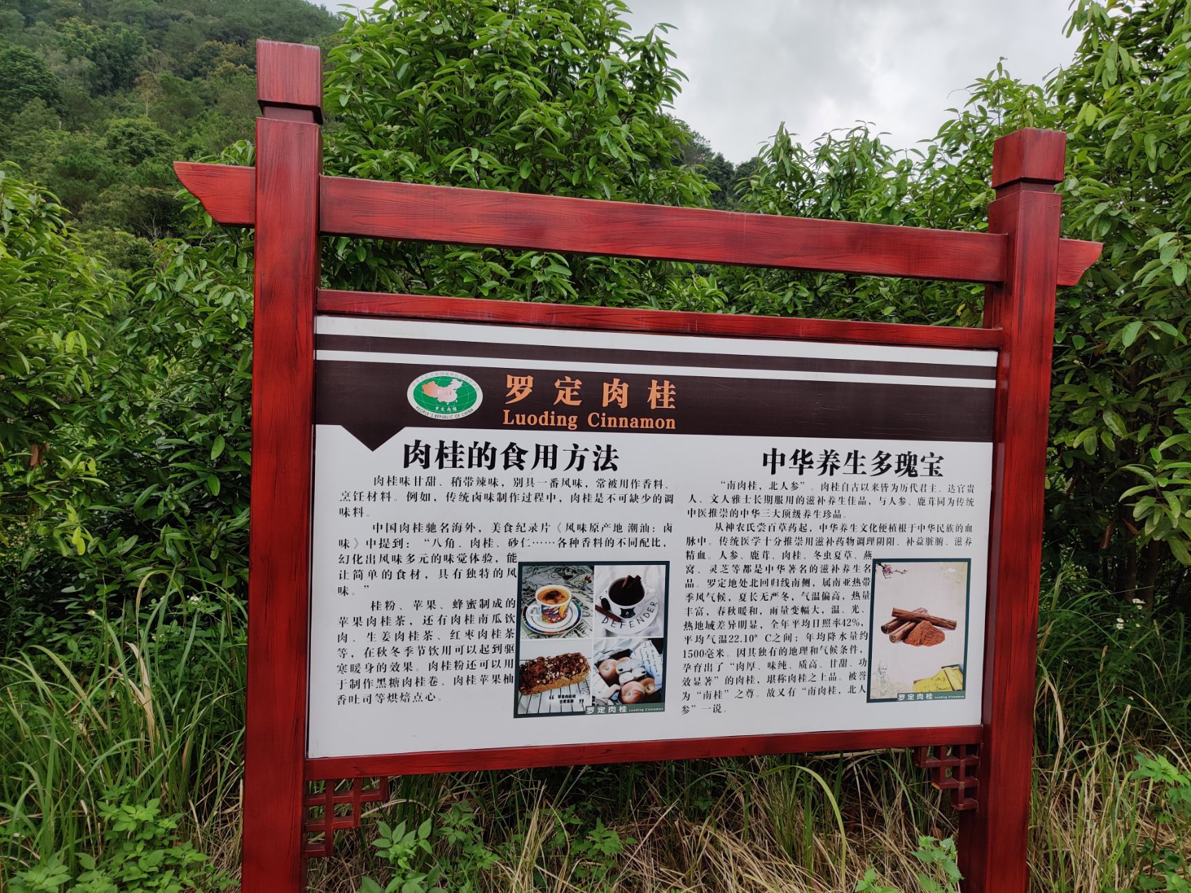 罗定榃滨镇现货肉桂香料桂皮桂油批发