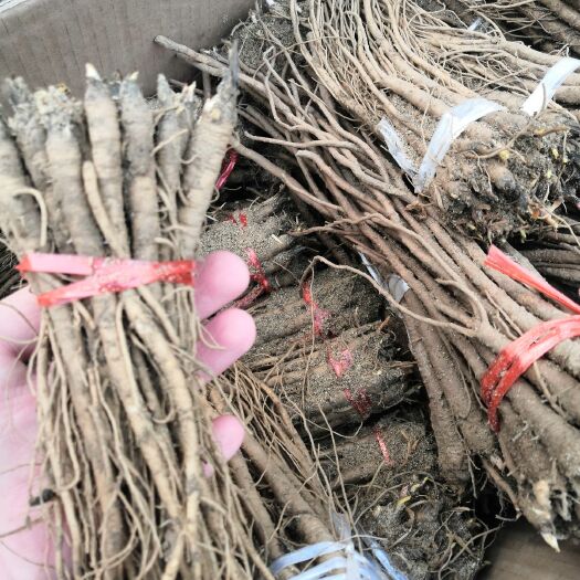 安国市独活苗 当年独活种苗 成活率高 现挖现卖 量大优惠