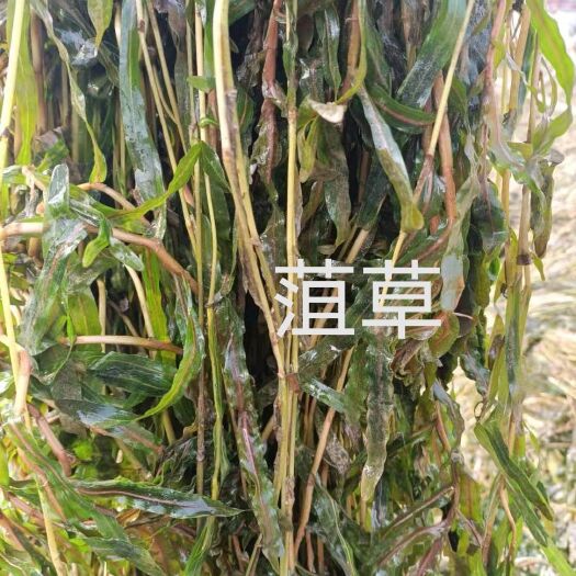 微山县菹草 金鱼藻 狐尾藻 马来眼子菜