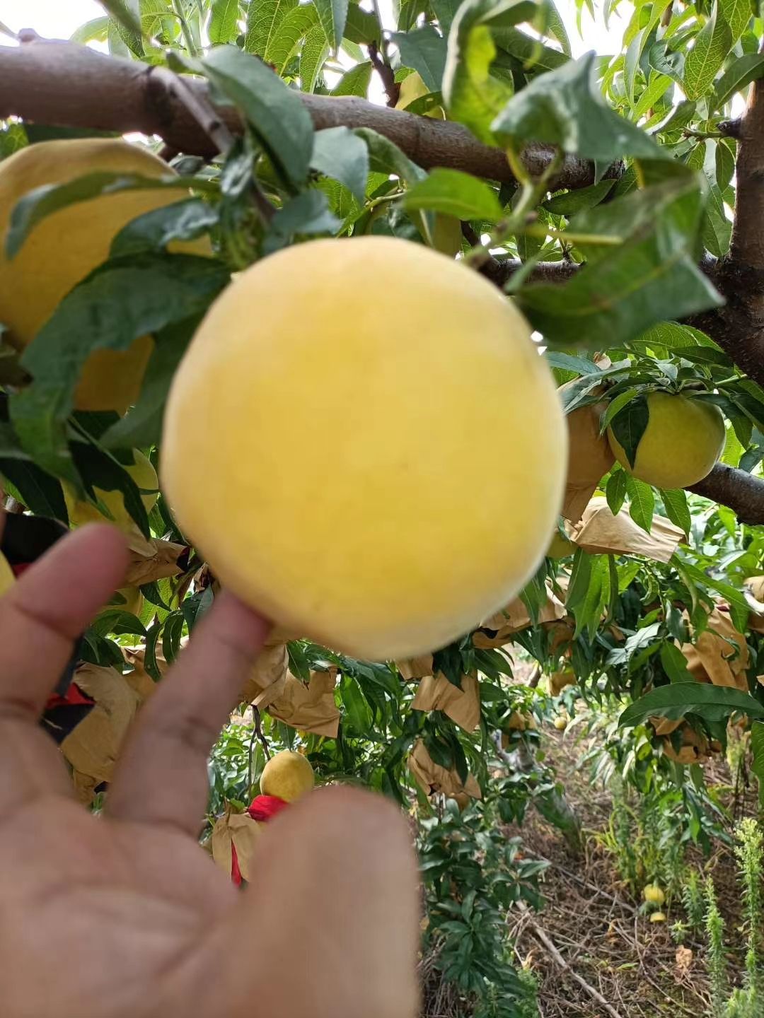 锦绣黄桃  果面漂亮，口感甜脆，无渣，水分足，耐运输。