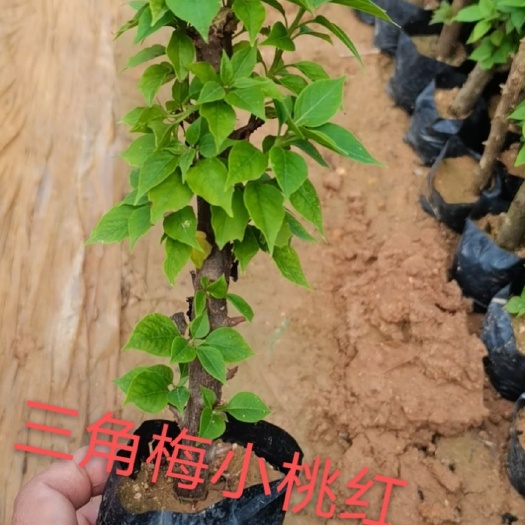 漳州小桃红三角梅 欢迎订购基地发货