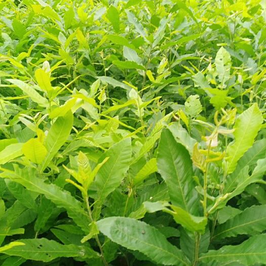 滁州麻栎 麻栎苗批发 杯苗 品种纯 规格齐全 可提供签证发票