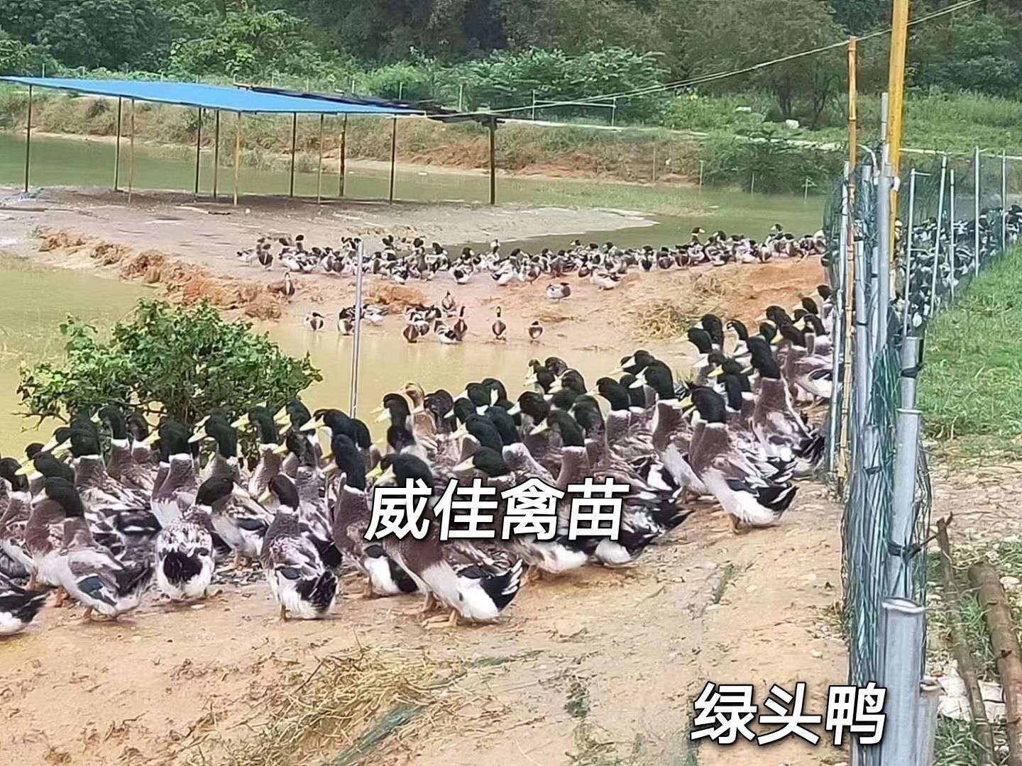 杂交鸭苗  青头鸭 大种鸭苗，厂价批发，包打疫苗