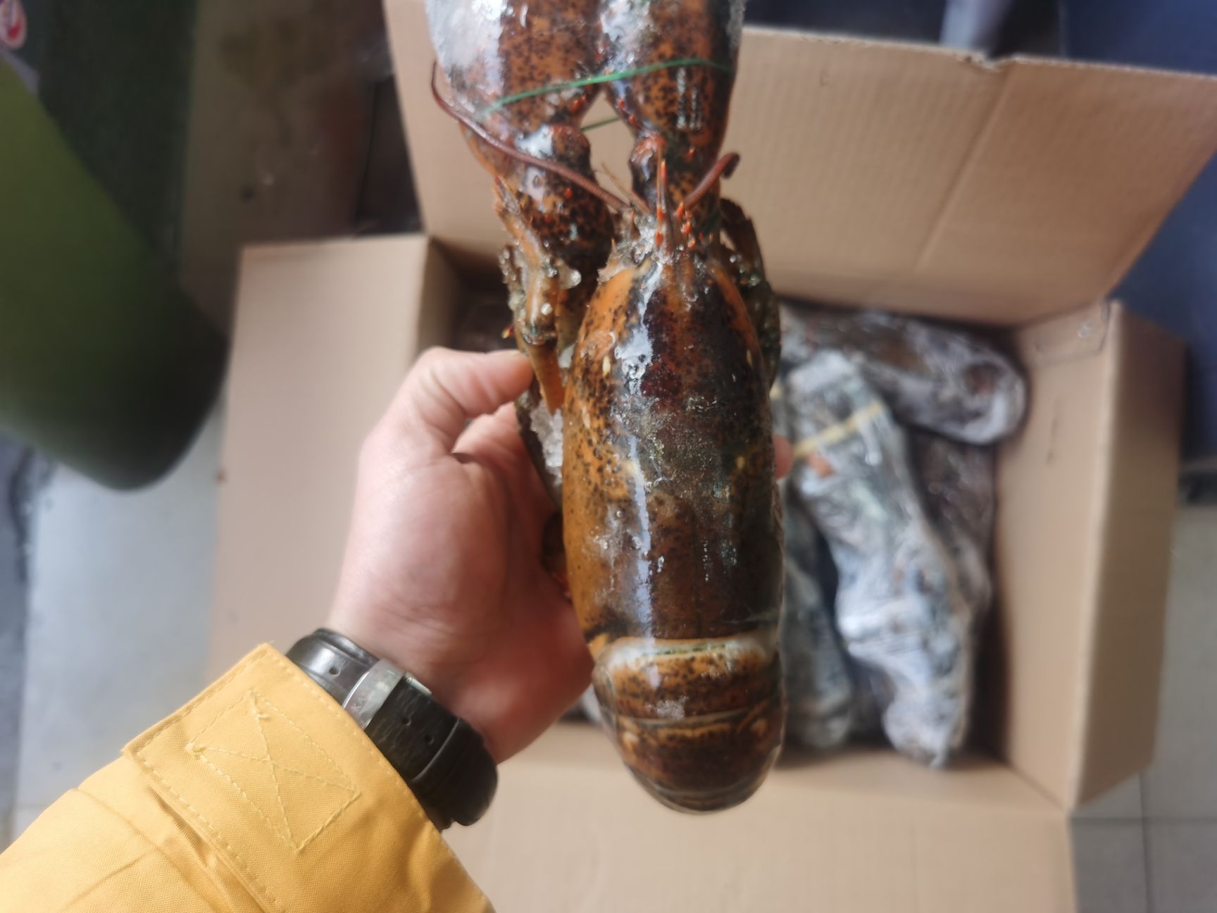 波士顿龙虾  生波龙
