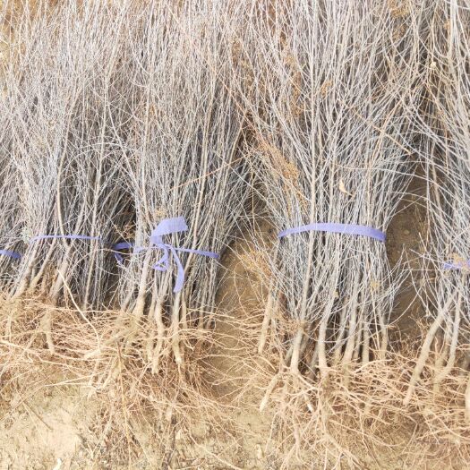 古交市山桃苗 1公分到5公分量大